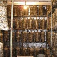 Выращивание грибов вешенки в домашних условиях как прибыльный бизнес Производство грибов вешенка на 1000 квадратных метров